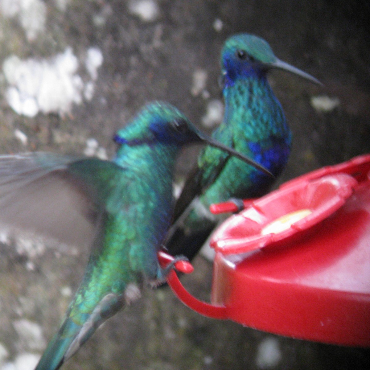 kolibřík modrolící - ML614937758