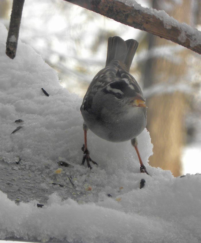 White-crowned Sparrow - David Zmoda