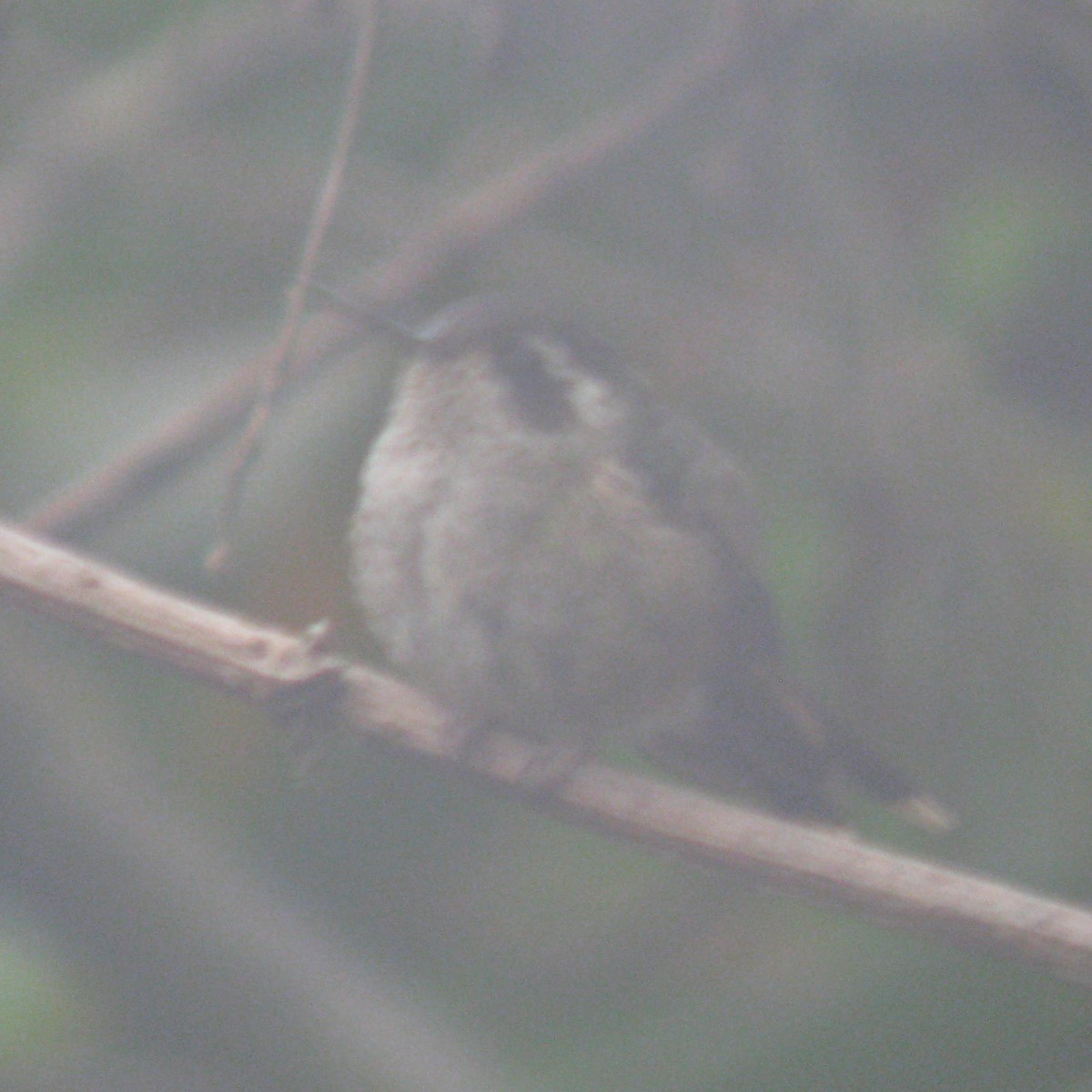 Speckled Hummingbird - ML614937796