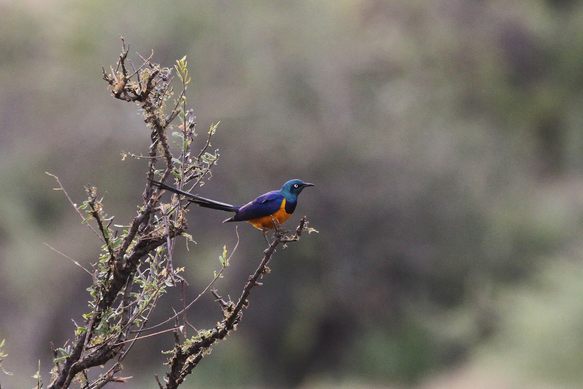 Golden-breasted Starling - ML614937960