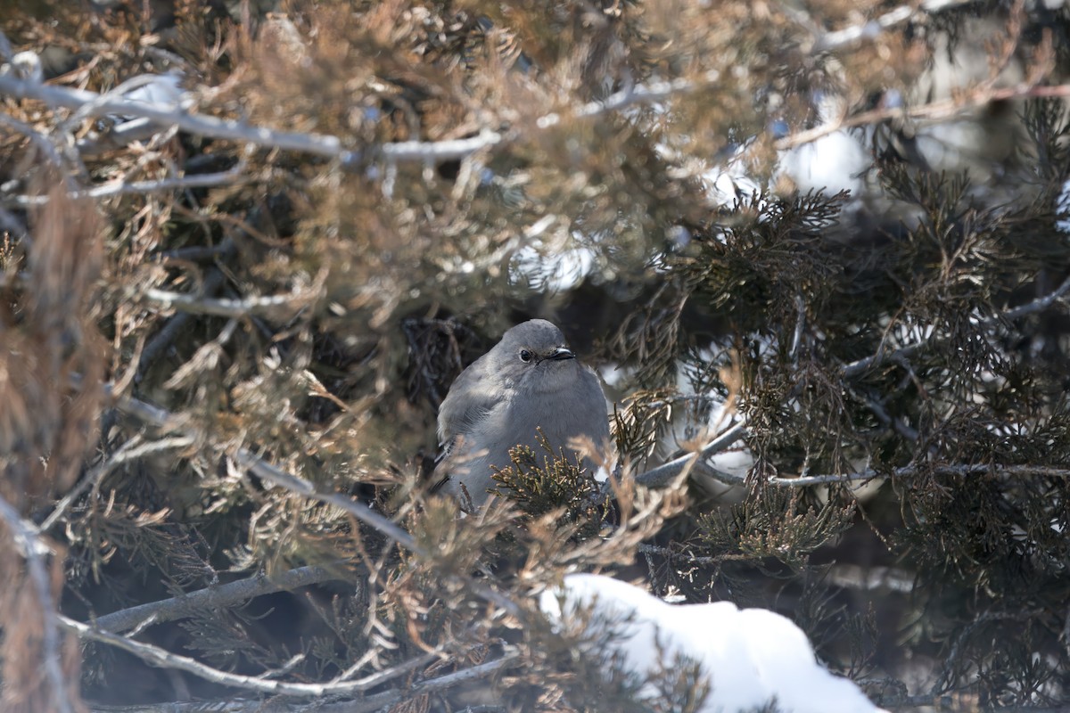 Townsend's Solitaire - ML614938002