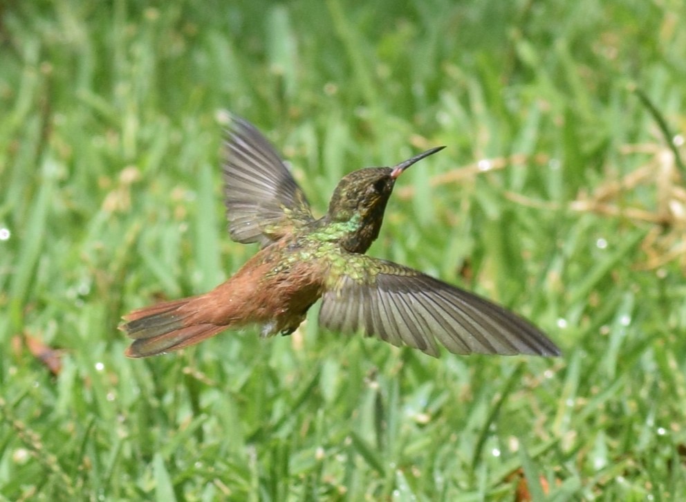 Amazilia Hummingbird - ML614938423