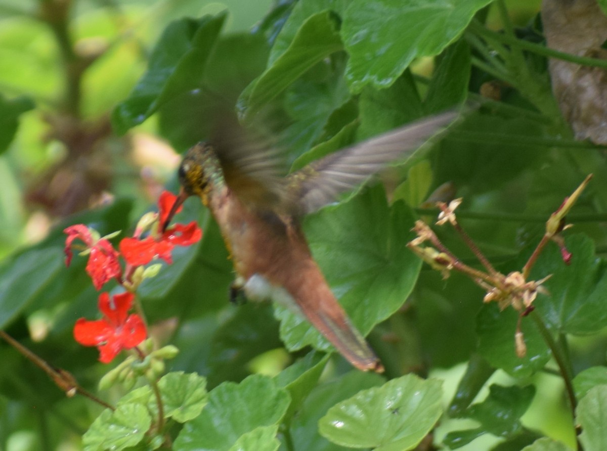 Amazilia Hummingbird - ML614938424