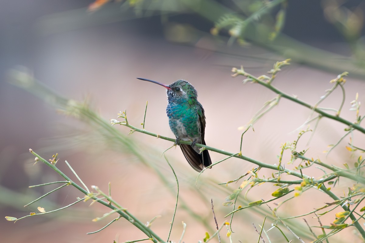 Broad-billed Hummingbird - David Coates