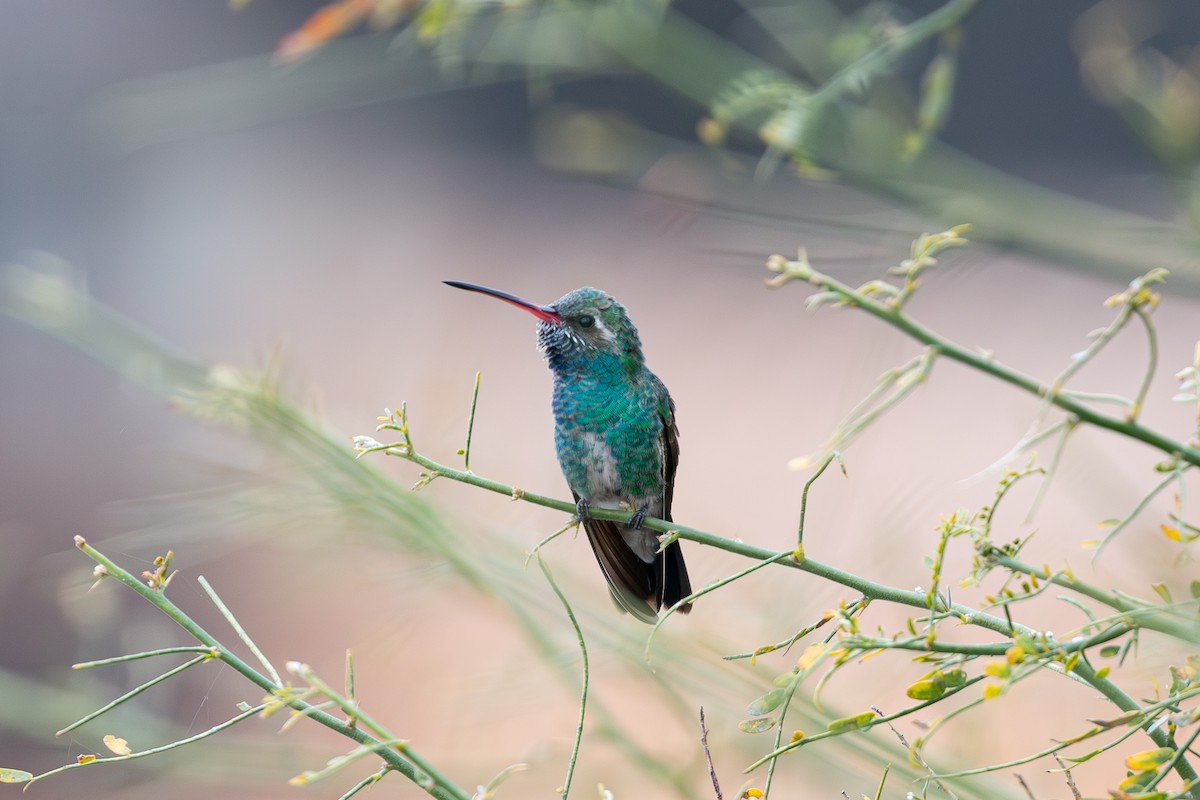 Broad-billed Hummingbird - David Coates
