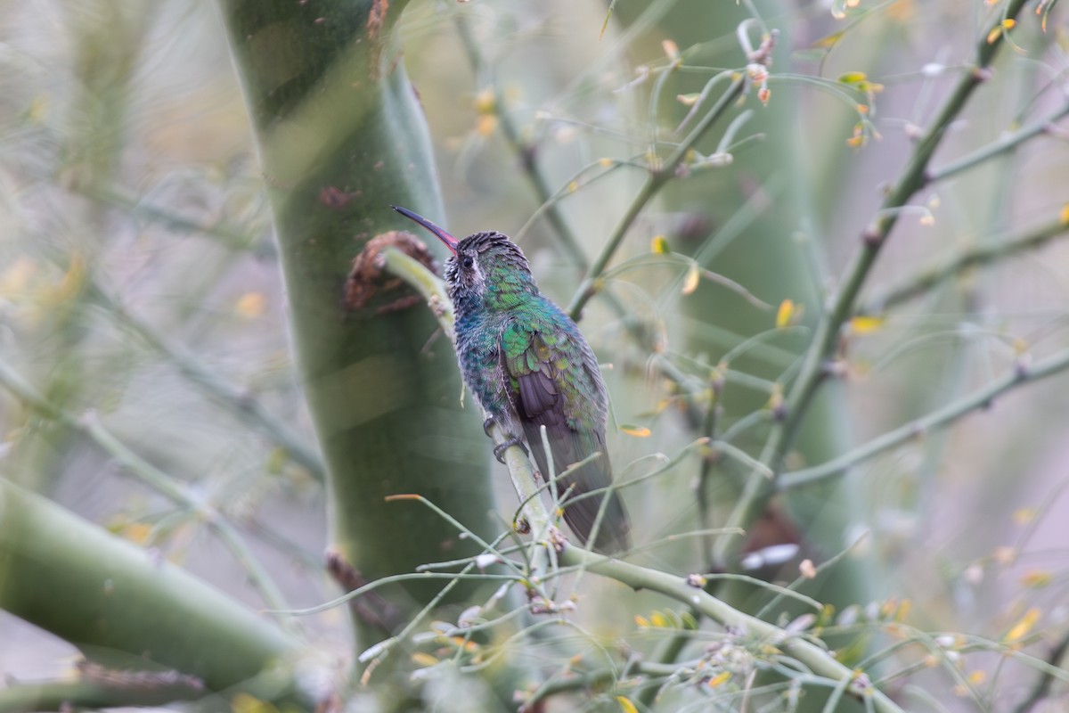 Broad-billed Hummingbird - ML614938511