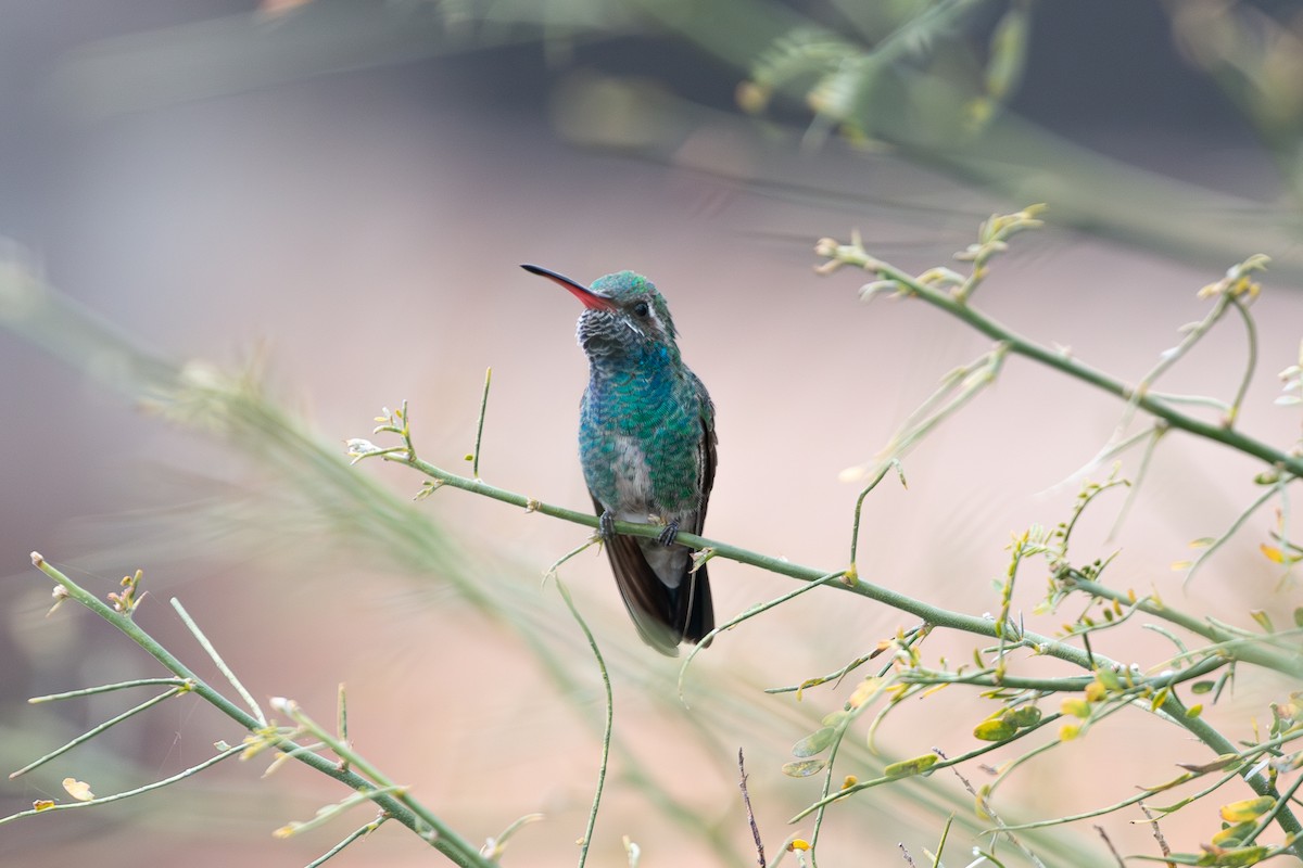 Broad-billed Hummingbird - ML614938512