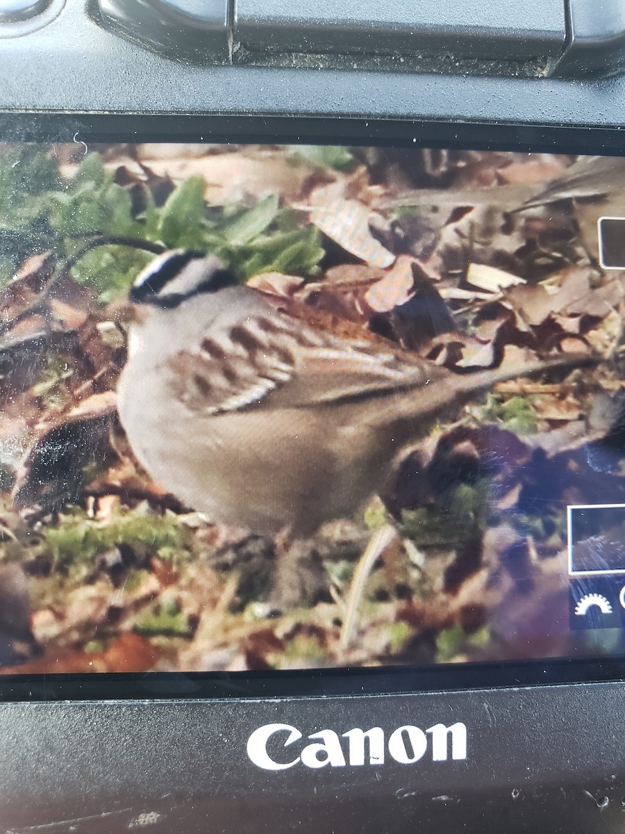 White-crowned Sparrow - ML614938596