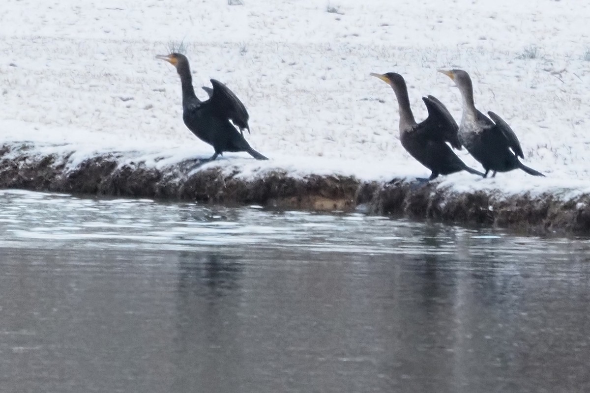 Double-crested Cormorant - Mike Smith