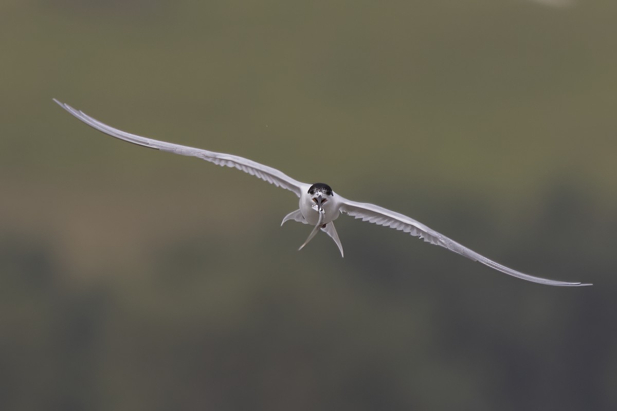 White-fronted Tern - ML614939210