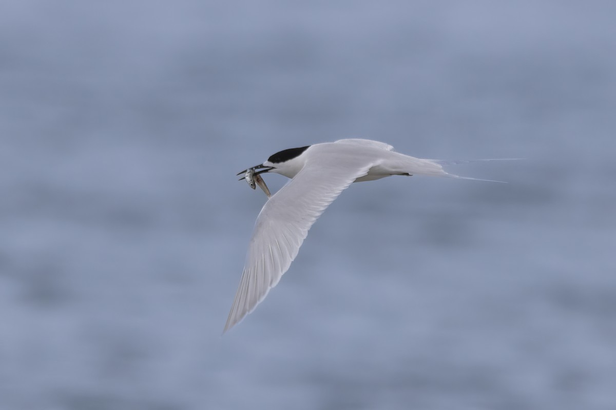 White-fronted Tern - ML614939211