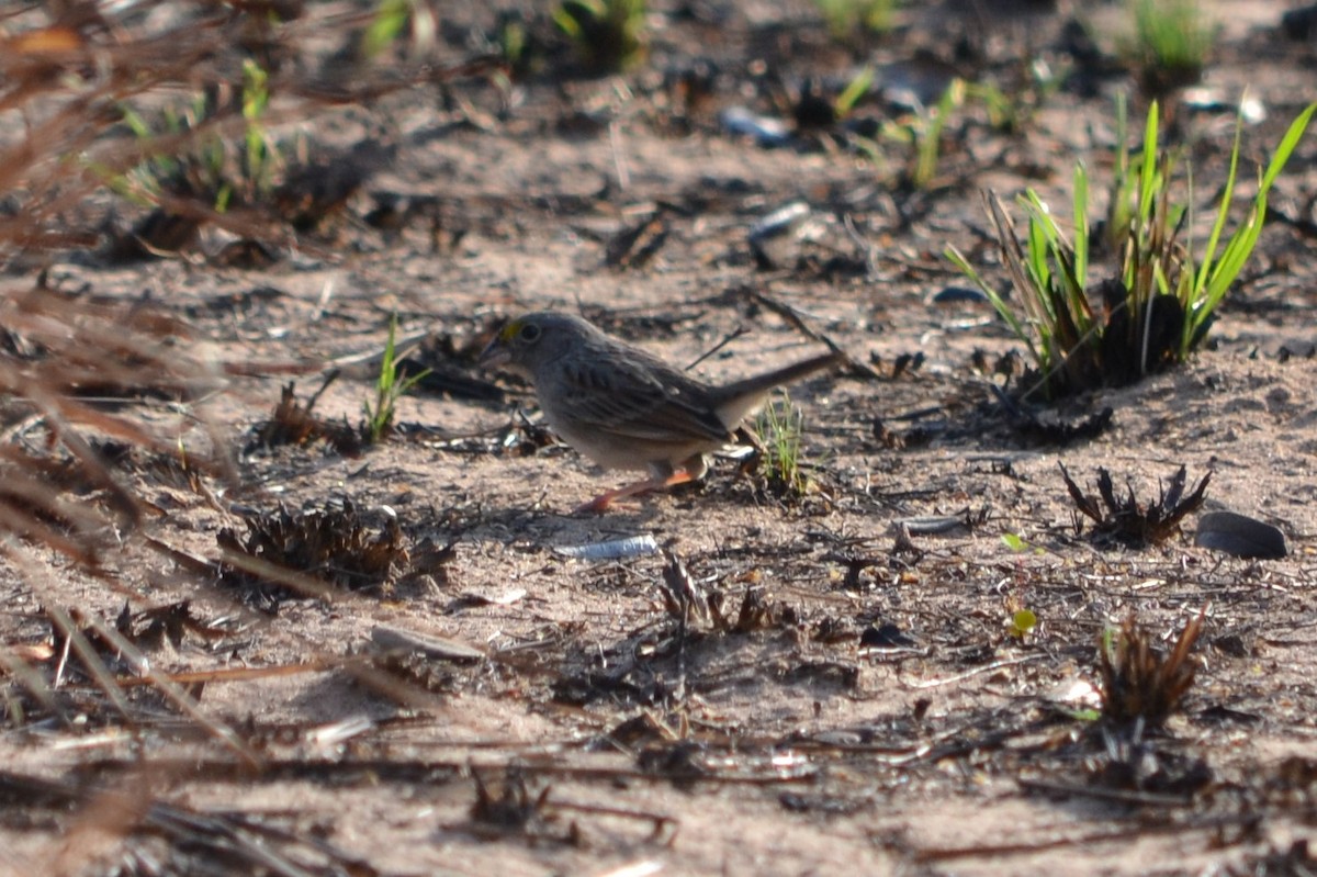 Grassland Sparrow - ML614939352