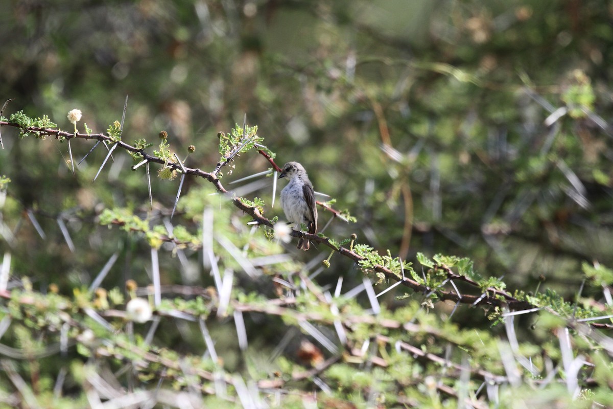 Mouse-colored Penduline-Tit - ML614939389
