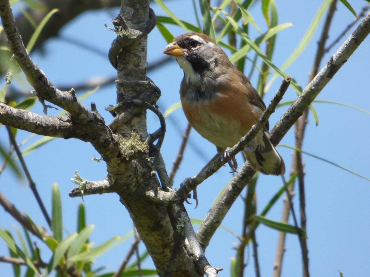 Many-colored Chaco Finch - ML614939393