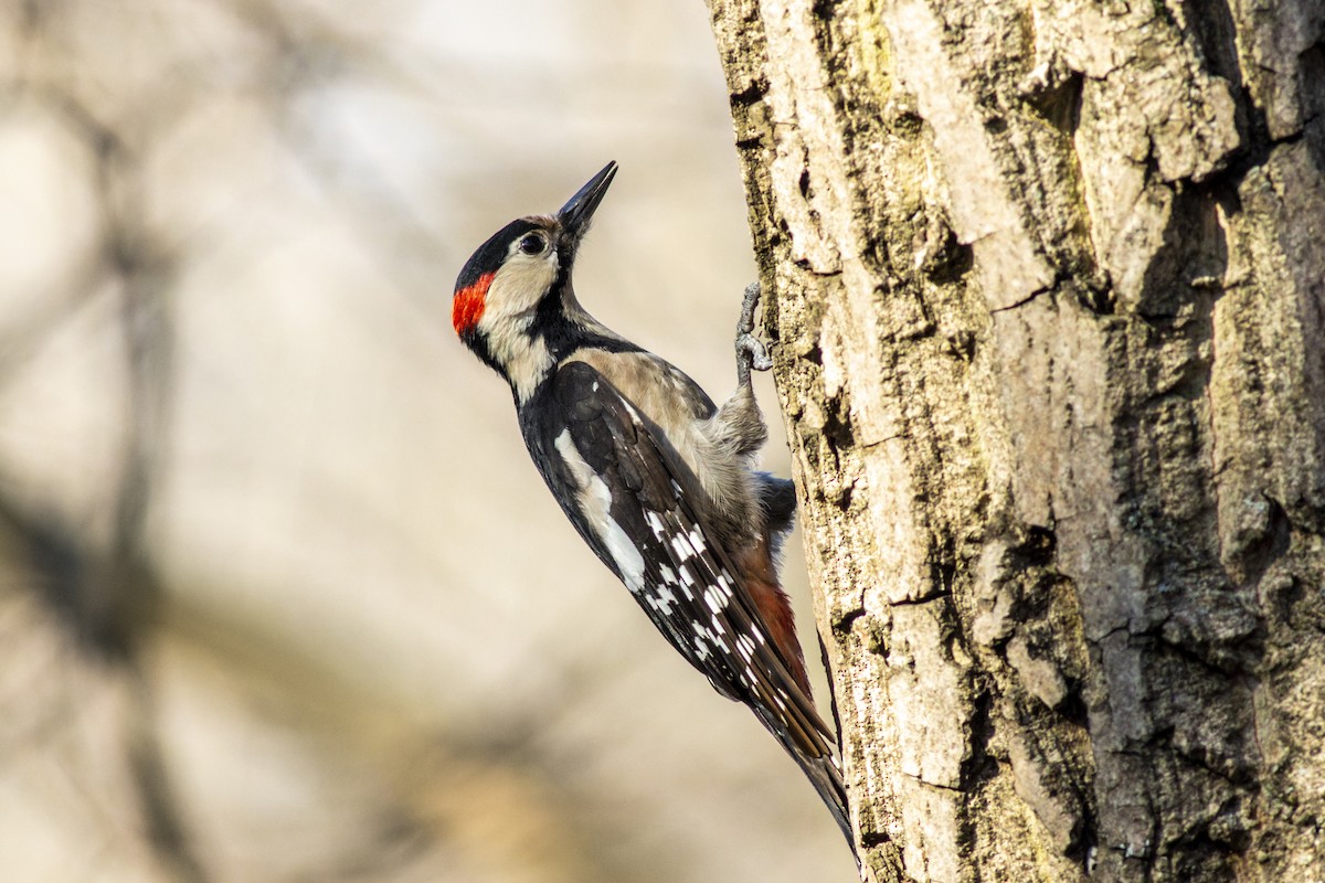 Syrian Woodpecker - ML614939415