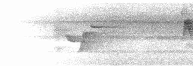 Медовичка фіджійська - ML614939500