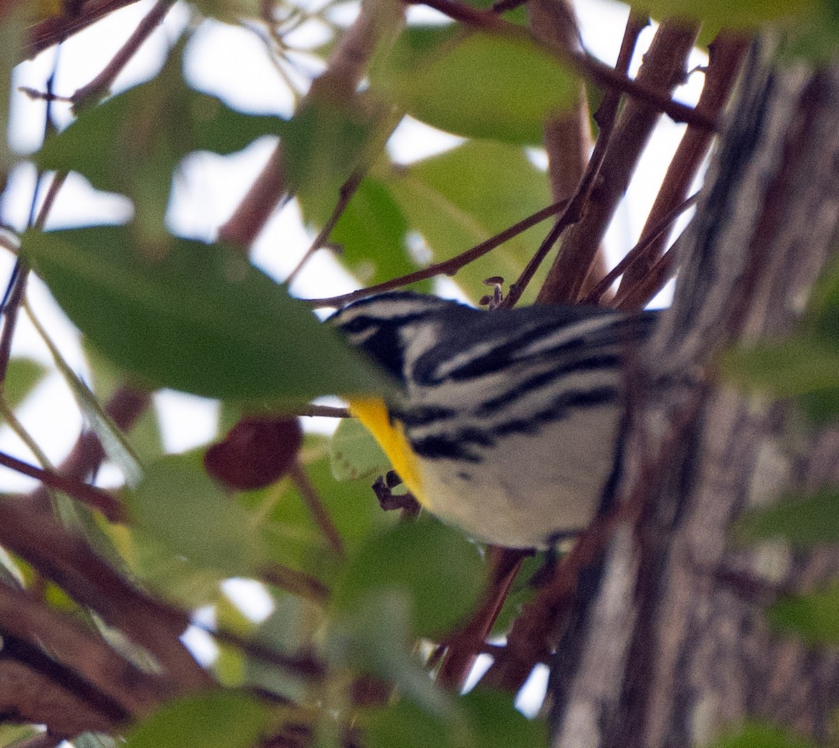 Yellow-throated Warbler - Scott Berglund