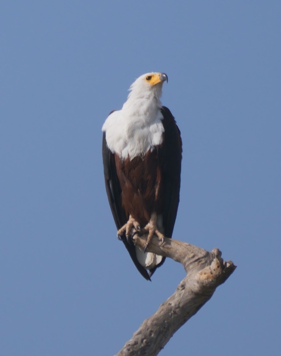 African Fish-Eagle - ML614939696