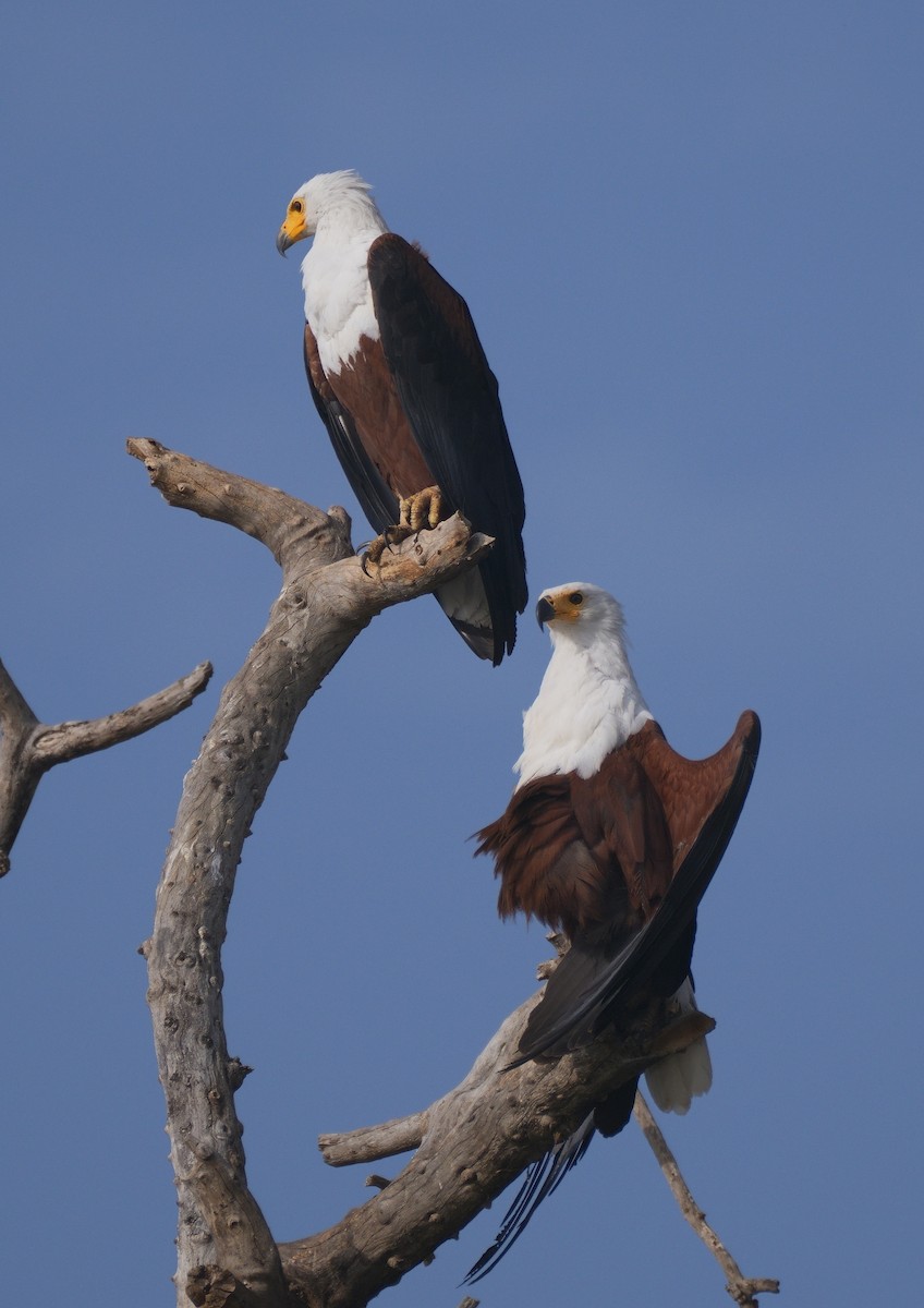African Fish-Eagle - ML614939697