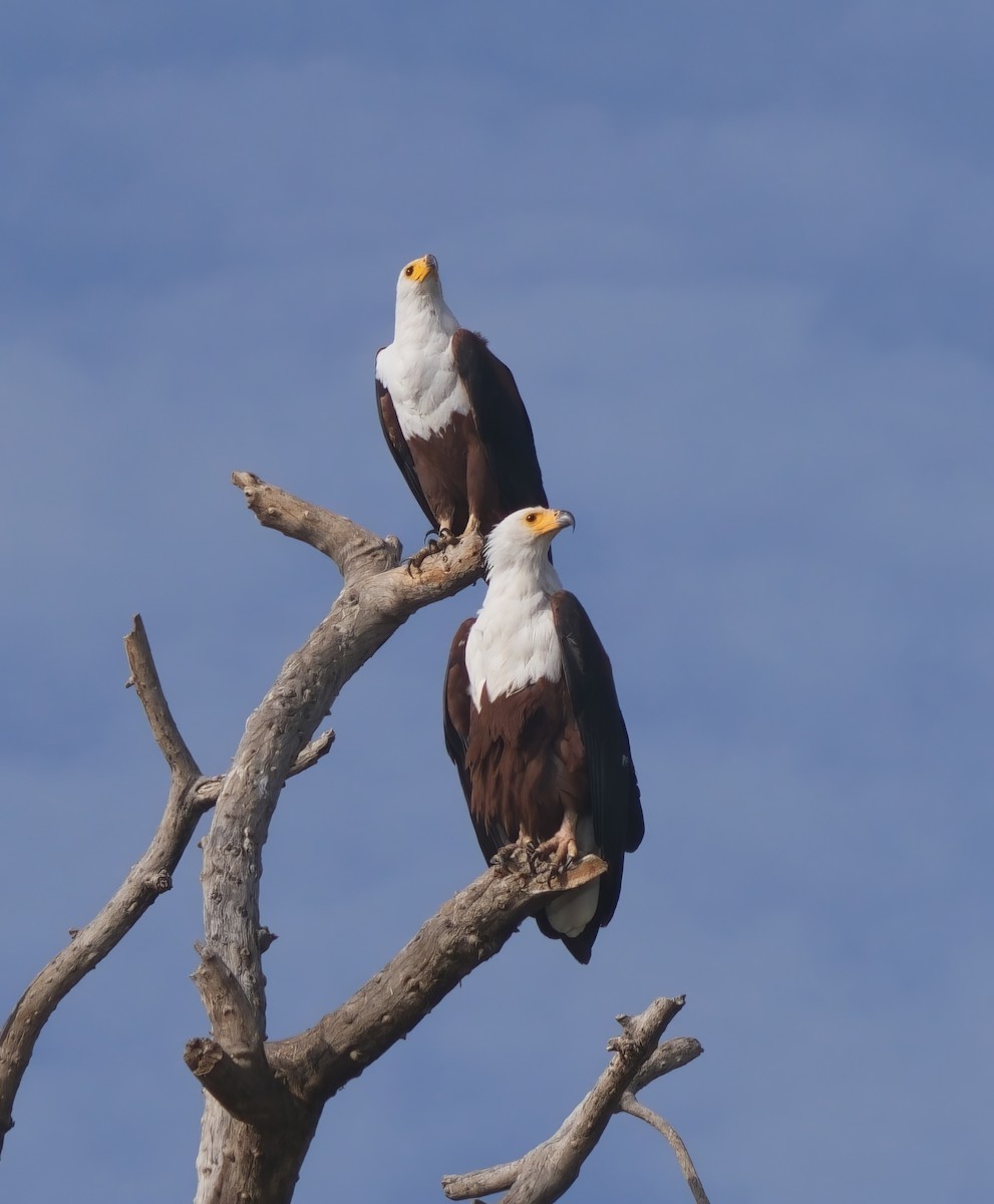 African Fish-Eagle - ML614939698