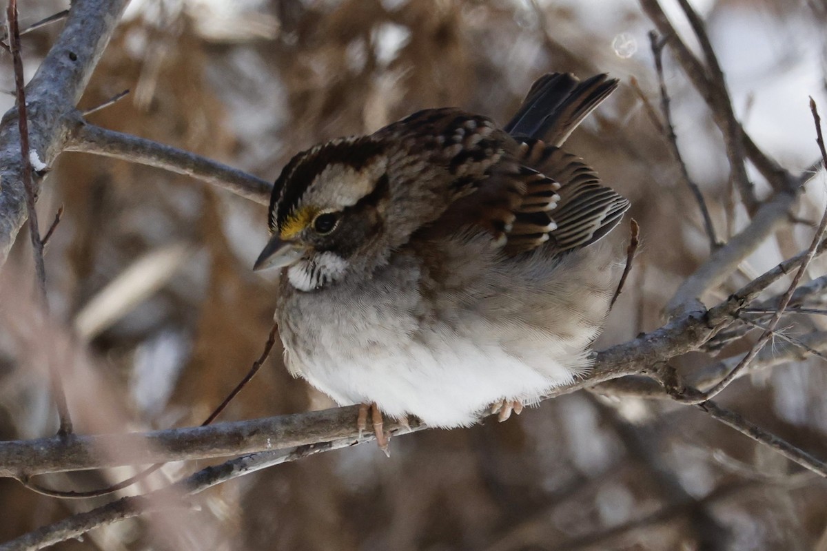 White-throated Sparrow - Catherine Lawrence