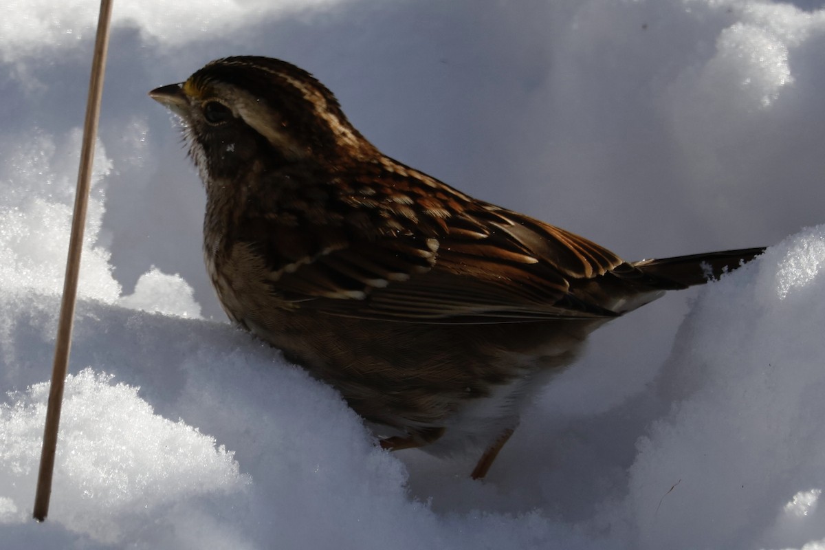 White-throated Sparrow - ML614939790