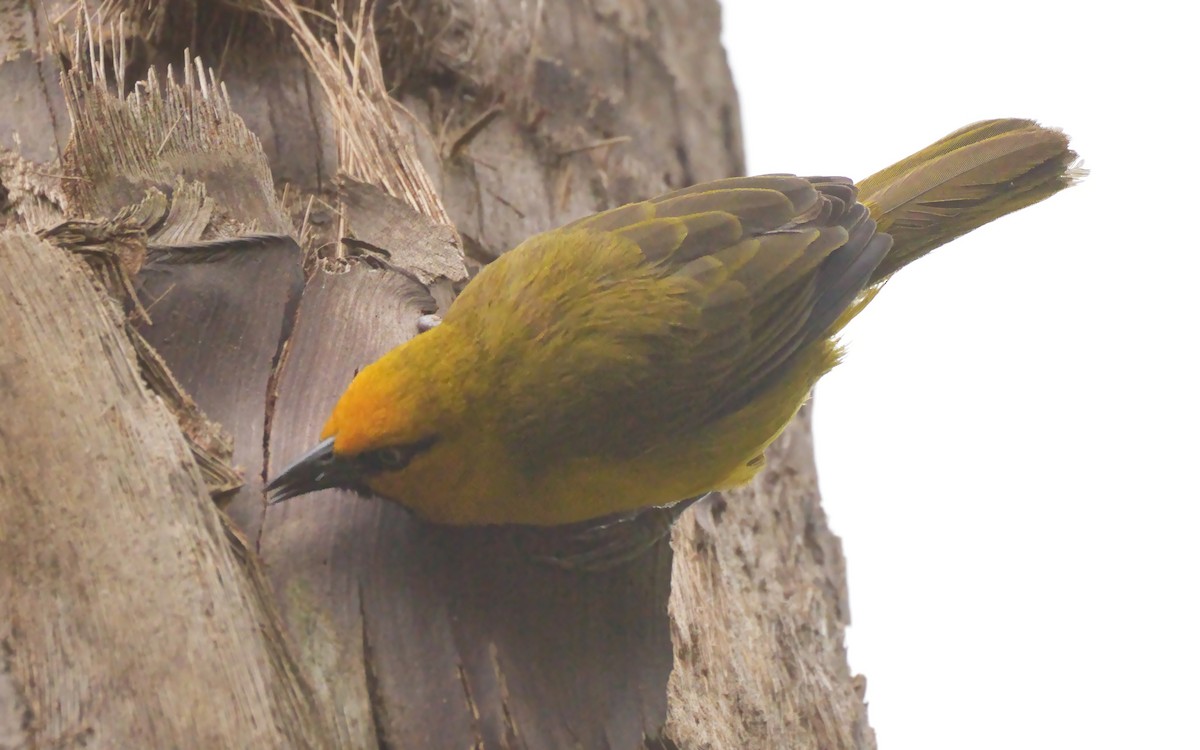 Spectacled Weaver - Tracy McLellan