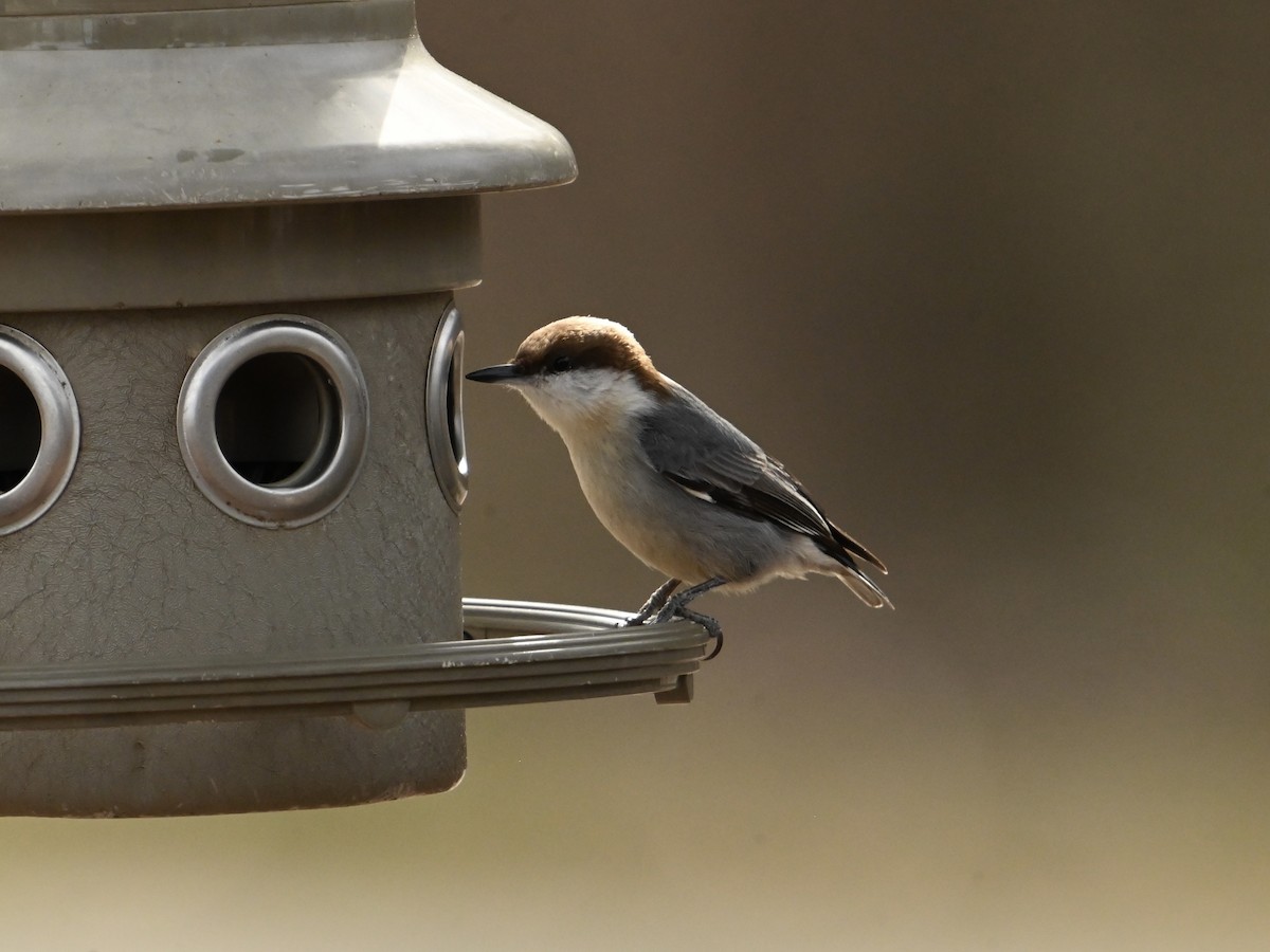 Brown-headed Nuthatch - ML614939931