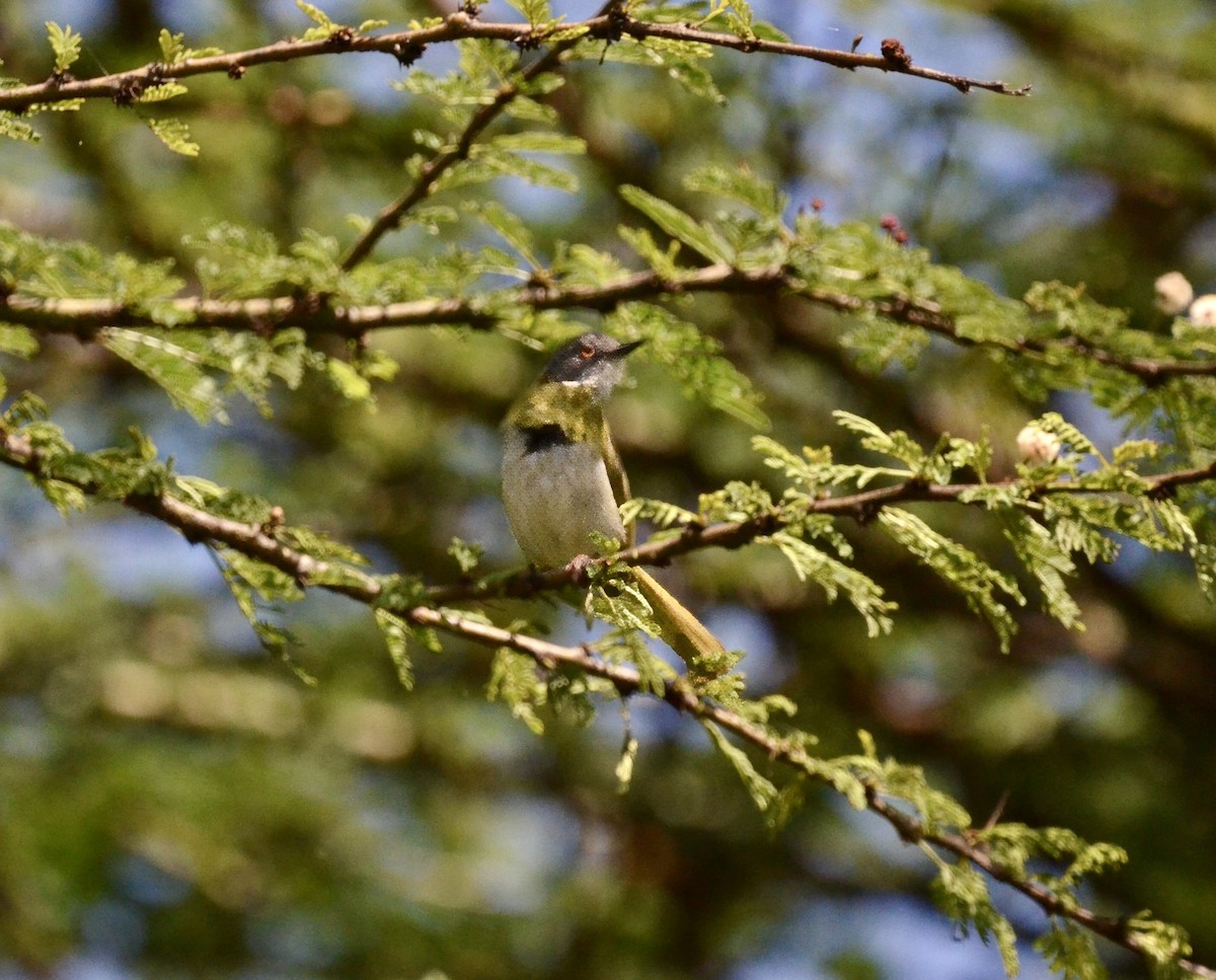 Yellow-breasted Apalis - ML614939964