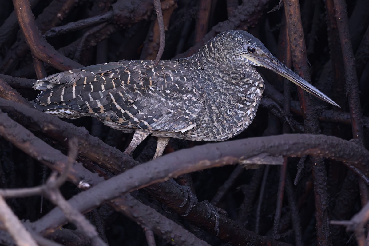 White-crested Tiger-Heron - ML614939973