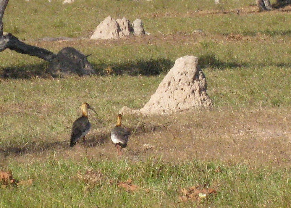 ibis bělokřídlý - ML614940076