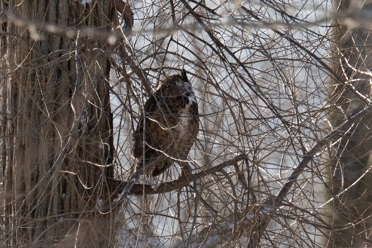 Great Horned Owl - ML614940213