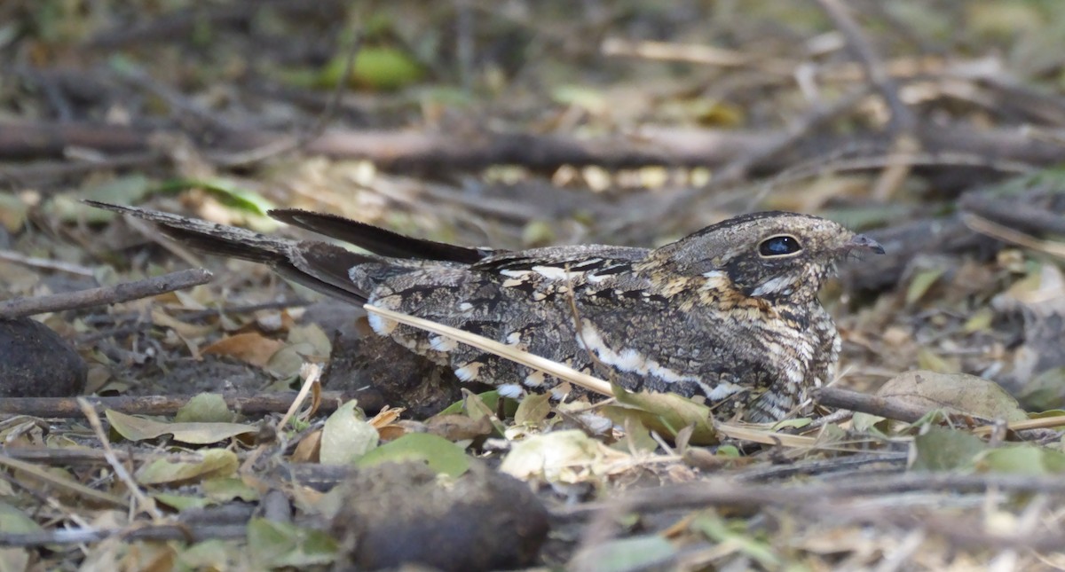 Slender-tailed Nightjar - Tracy McLellan