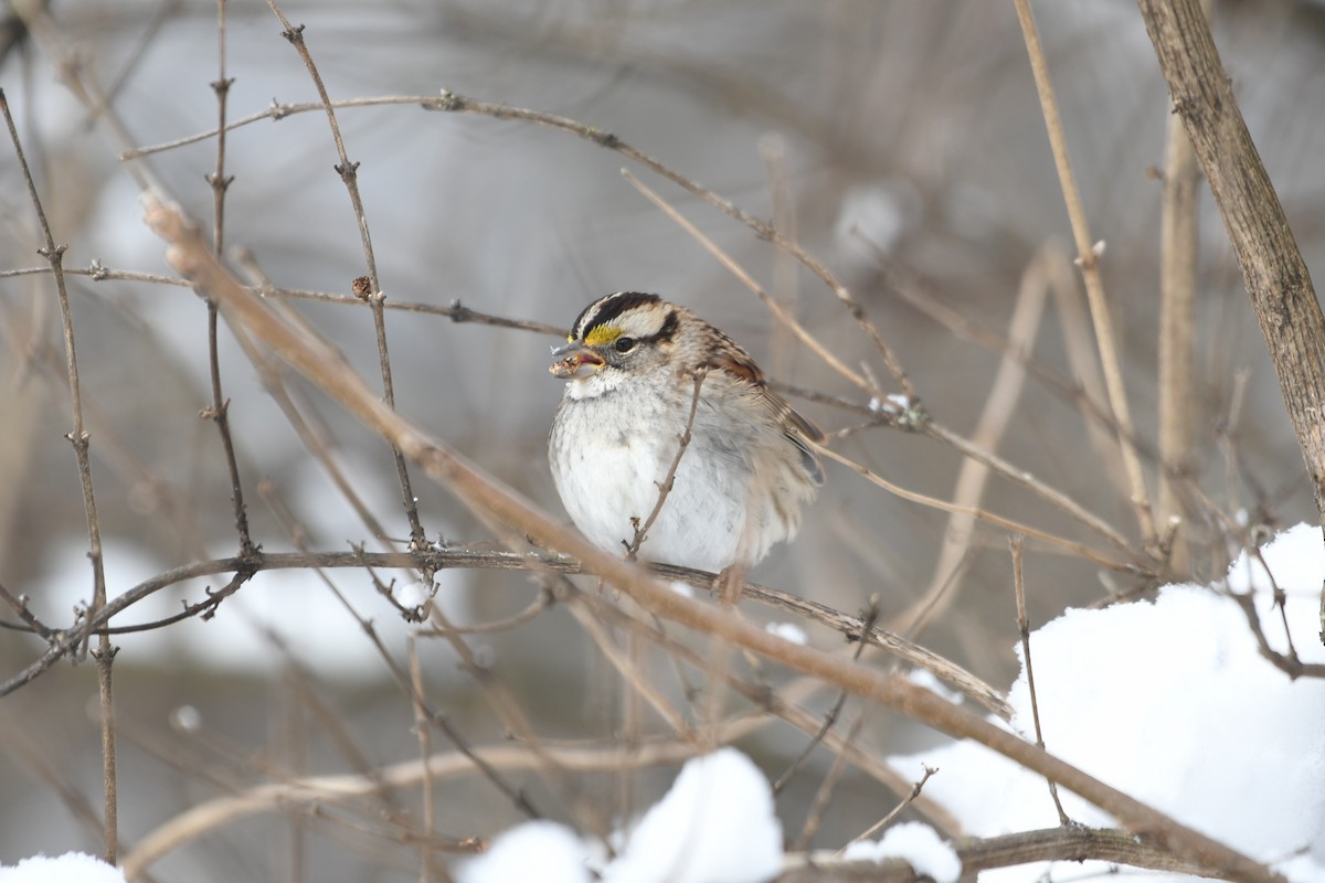 White-throated Sparrow - ML614940279