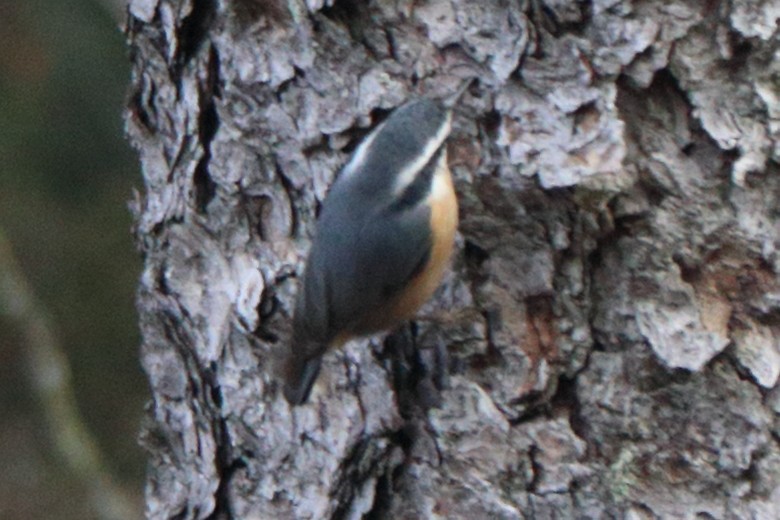 Red-breasted Nuthatch - ML614940332