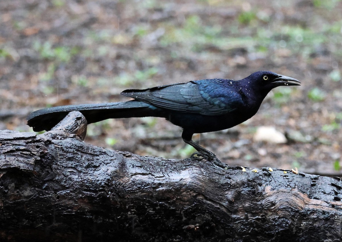 Great-tailed Grackle - ML614940423