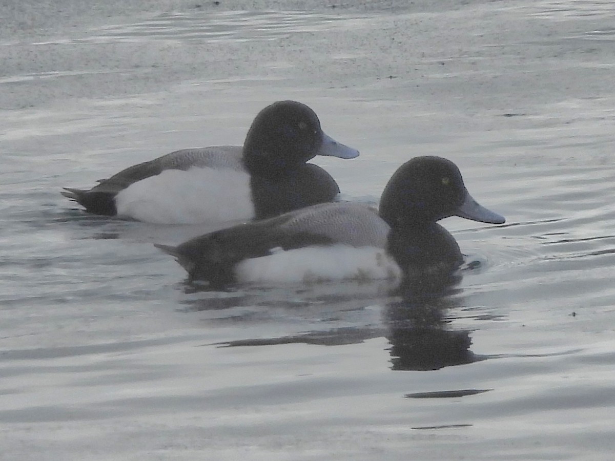 Greater Scaup - ML614940463