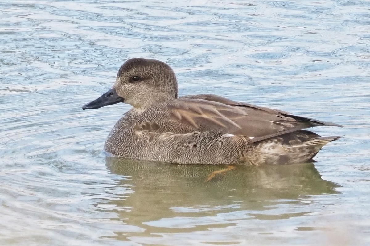 Gadwall - Mike Smith