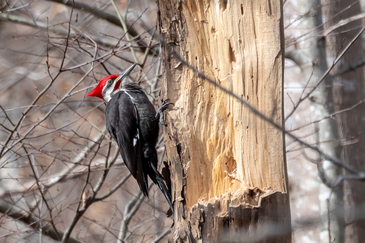 Pileated Woodpecker - ML614940727