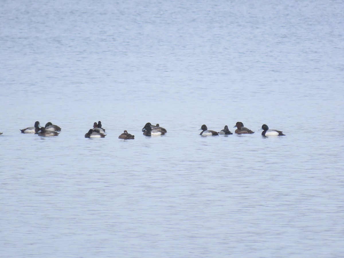 Greater Scaup - ML614940765