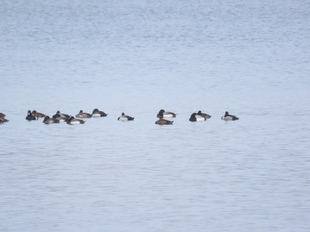 Greater Scaup - ML614940766