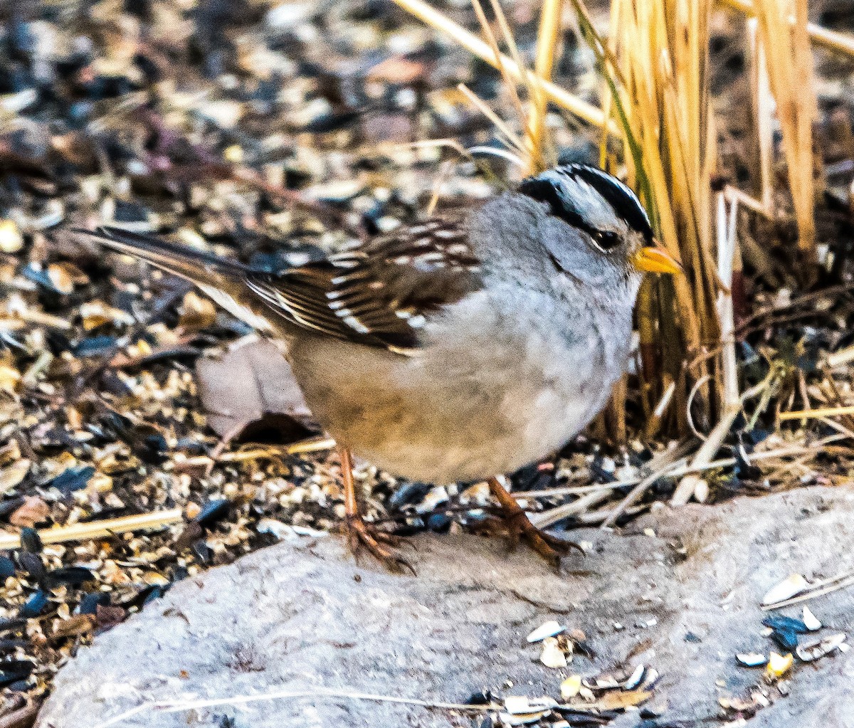 White-crowned Sparrow (Gambel's) - ML614940789