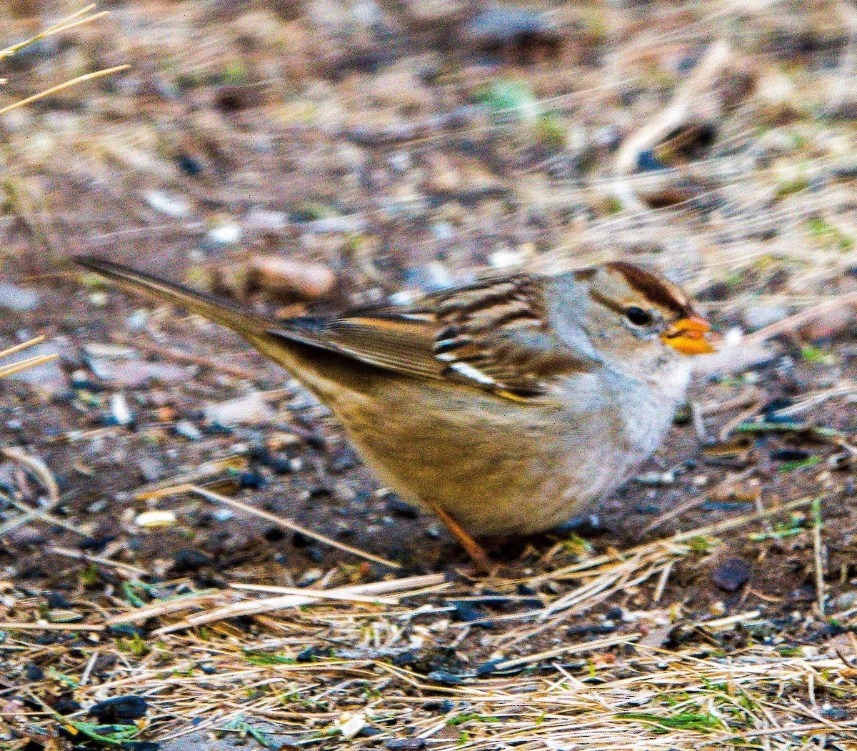 White-crowned Sparrow (Gambel's) - ML614940790