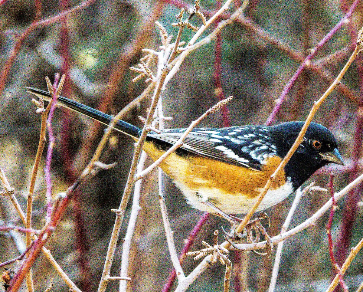Spotted Towhee - ML614940879