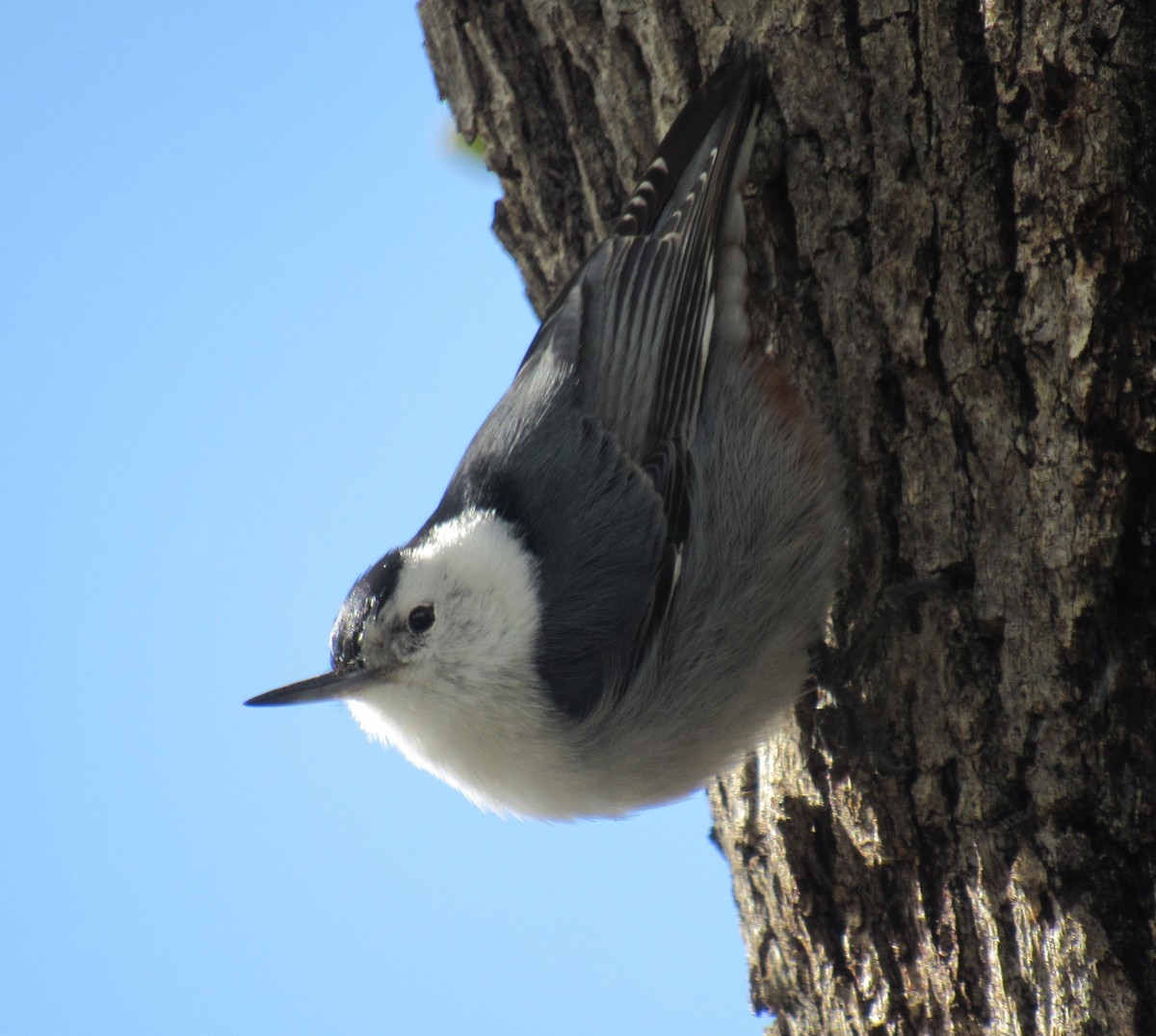 White-breasted Nuthatch - ML614941065