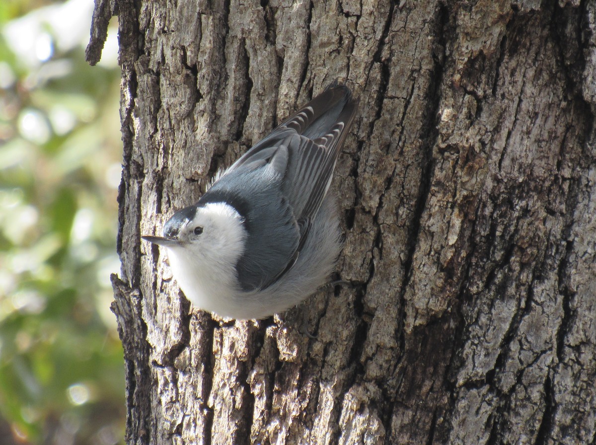 White-breasted Nuthatch - ML614941102