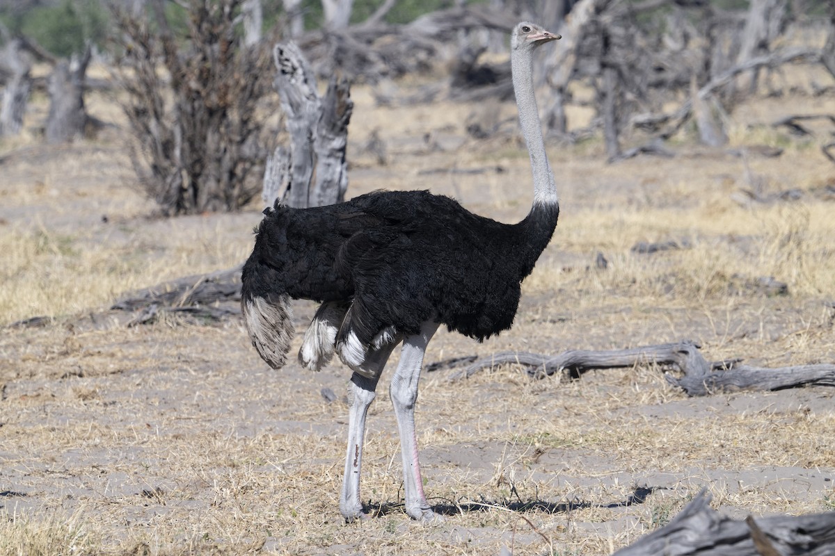 Common Ostrich - ML614941388