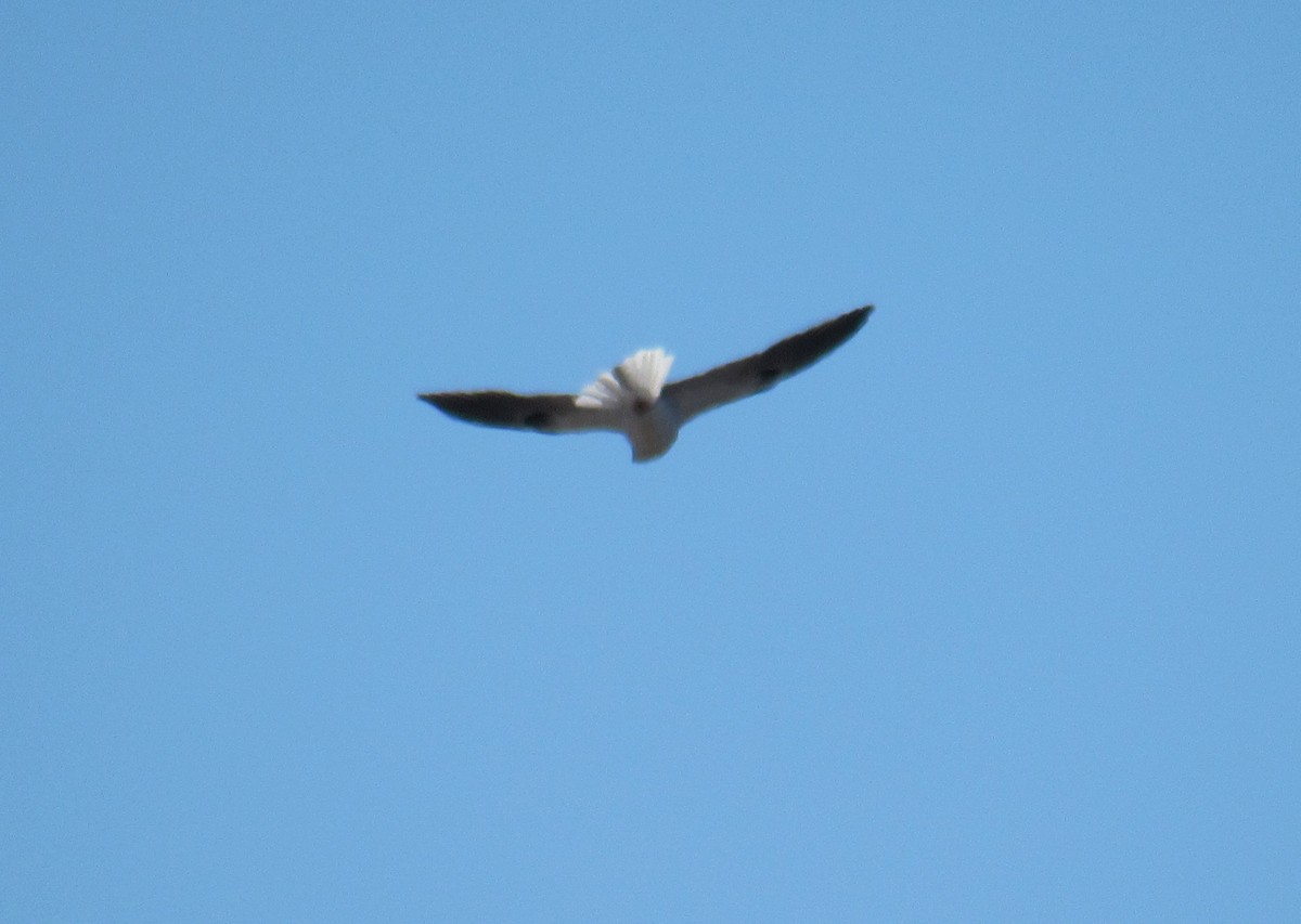 White-tailed Kite - ML614941455