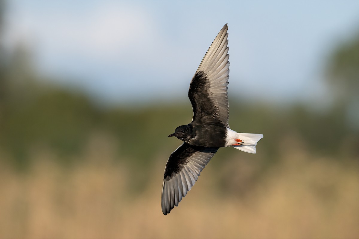White-winged Tern - ML614941621