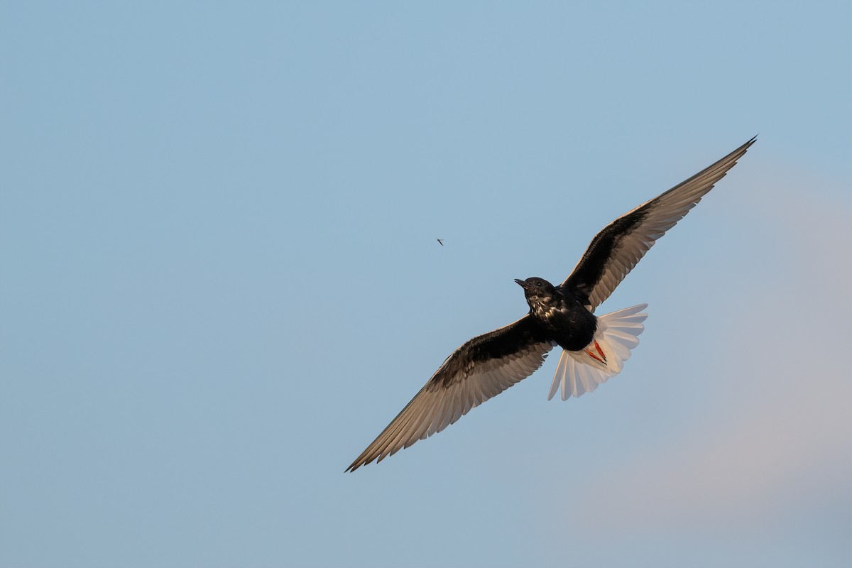 White-winged Tern - ML614941628